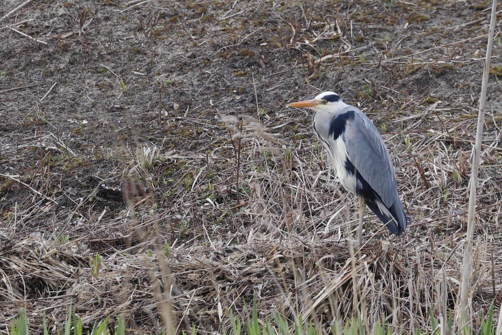 Reiger (Noord Holland). Foto van Gerda van Kleef.